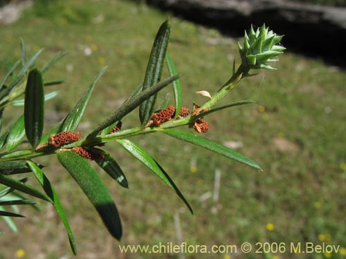 Bild von Saxegothaea conspicua (Mañío hembra / Mañío de hojas cortas). Klicken Sie, um den Ausschnitt zu vergrössern.